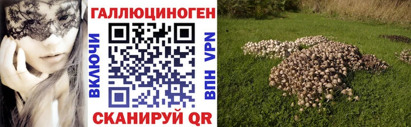 Псилоцибиновые грибы Cubensis  darknet клад  Владимир  гидра ТОР 